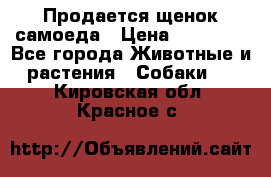 Продается щенок самоеда › Цена ­ 15 000 - Все города Животные и растения » Собаки   . Кировская обл.,Красное с.